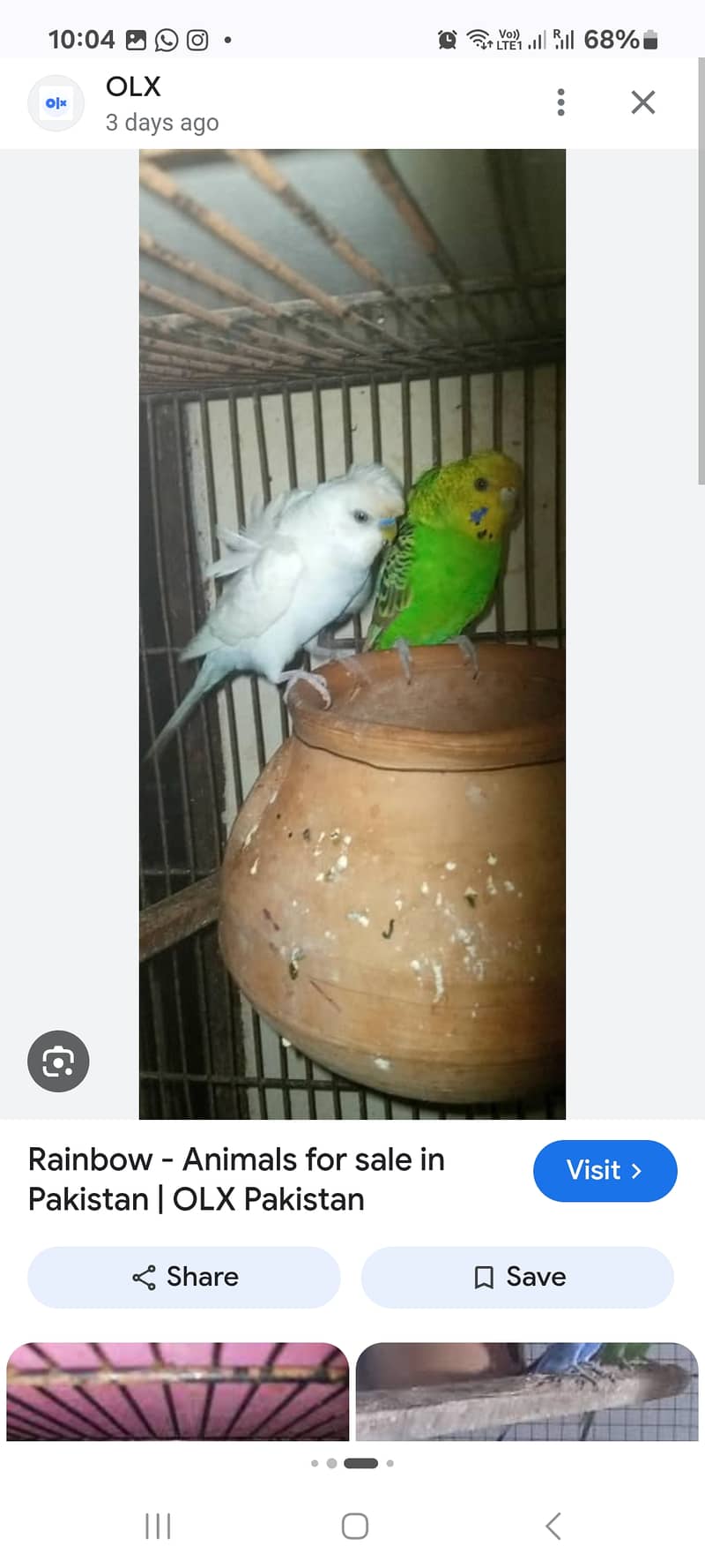 Asterlien parrot , 2 years ,breaded pair 0
