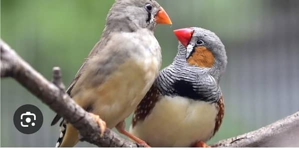 zebra finch  WhatsApp number 03154902341