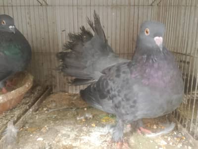 BLACK LAKA FOR SALE