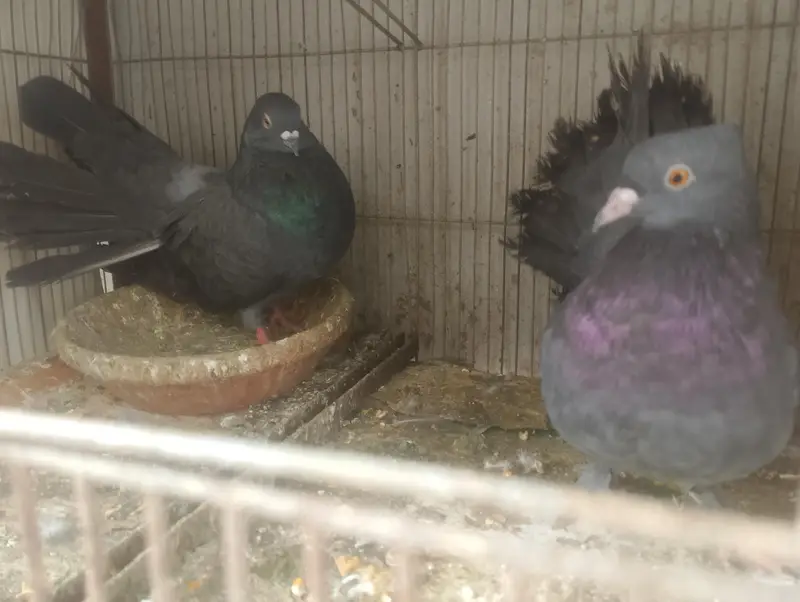 BLACK LAKA FOR SALE — photo 2