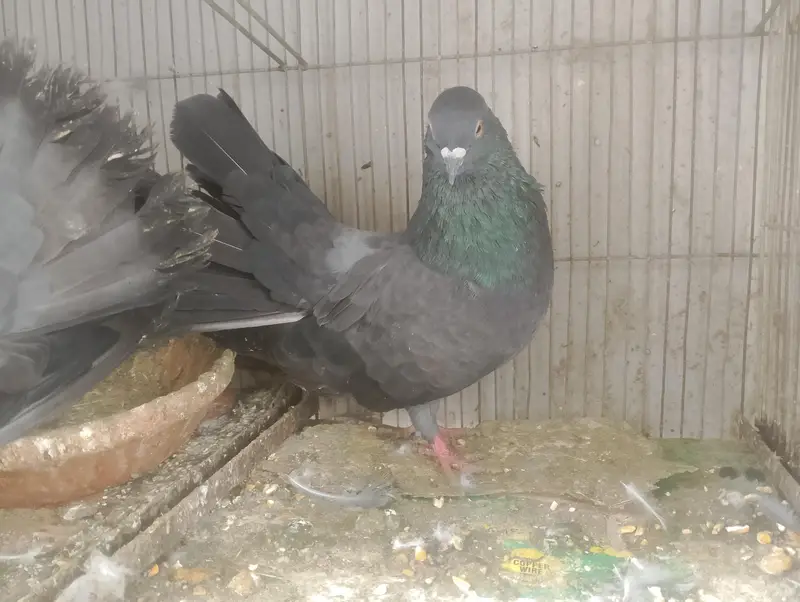 BLACK LAKA FOR SALE — photo 3