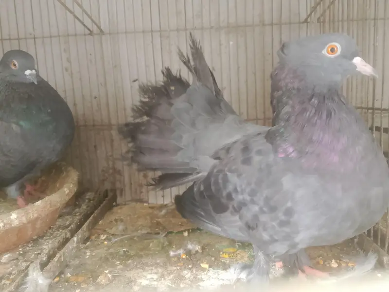 BLACK LAKA FOR SALE — photo 4
