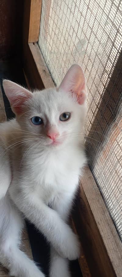 brown and white cat