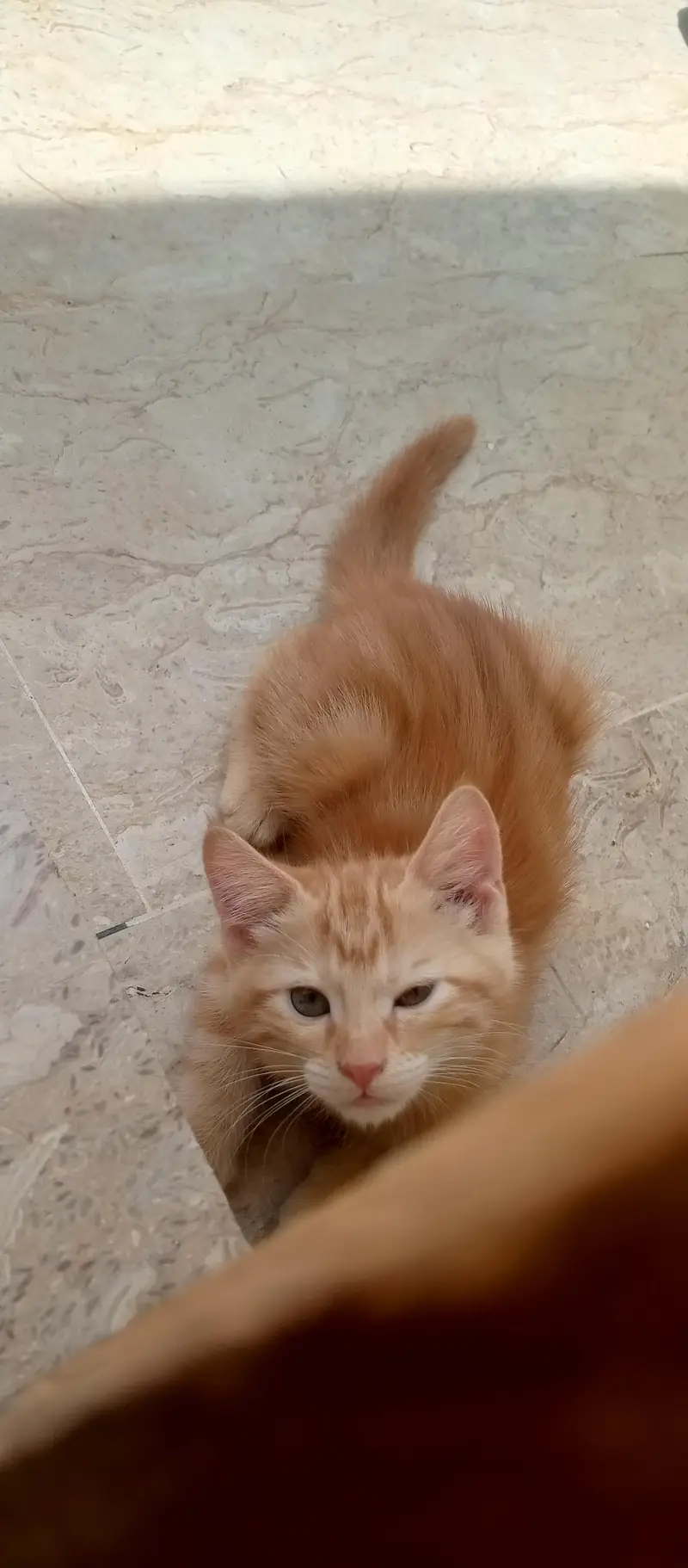 brown and white cat — photo 2