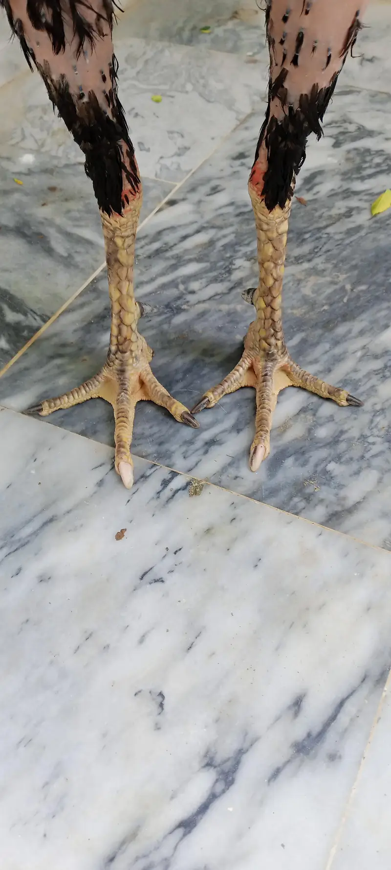 Wallatii patha — photo 4