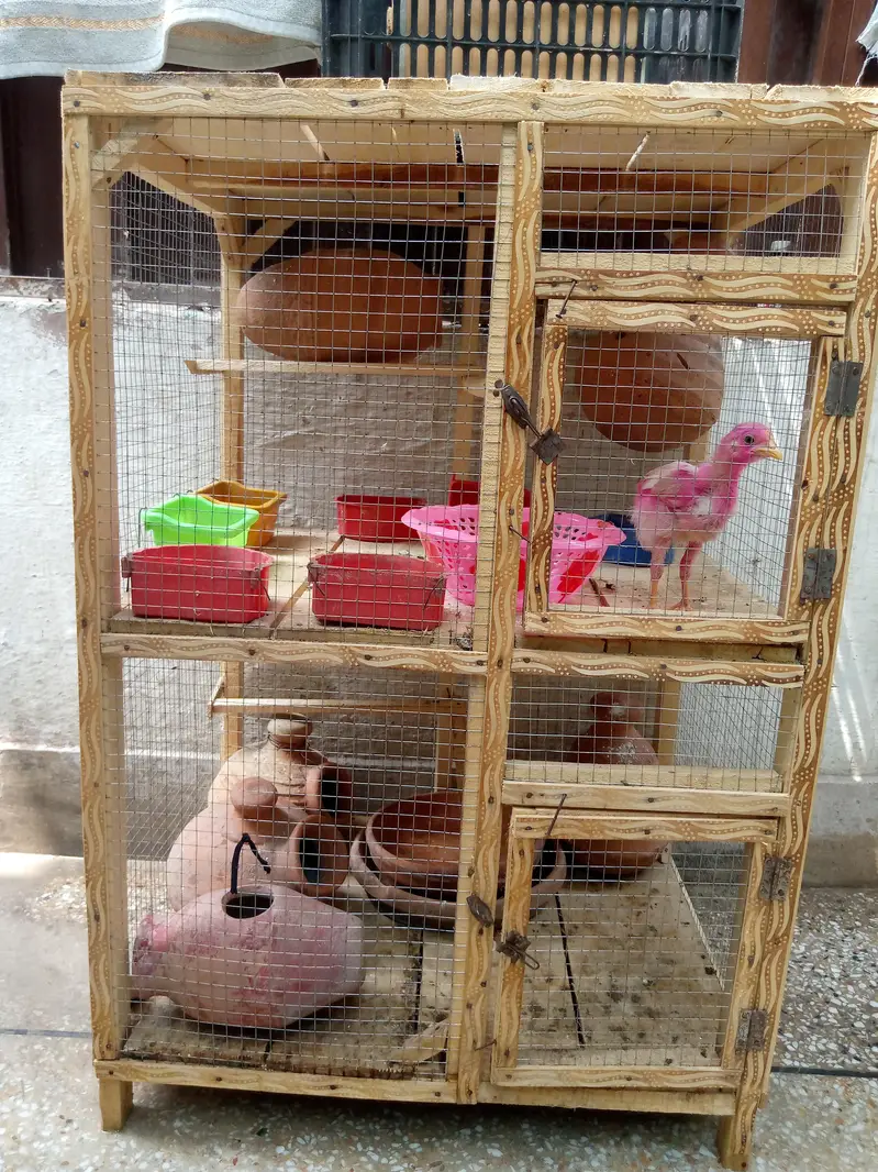 Hens and Birds Cage — photo 2
