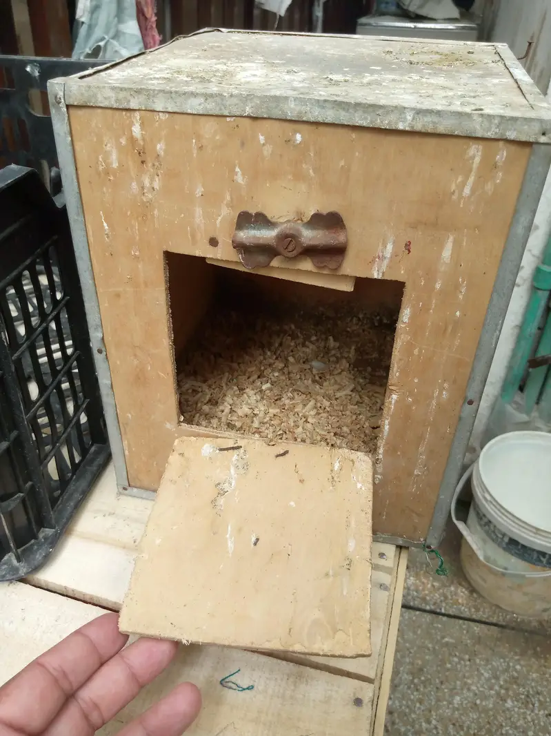Hens and Birds Cage — photo 3