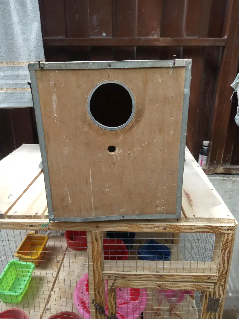 Hens and Birds Cage — photo 4