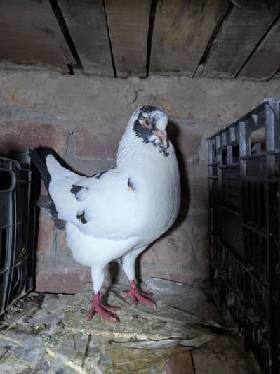 fancy pigeon