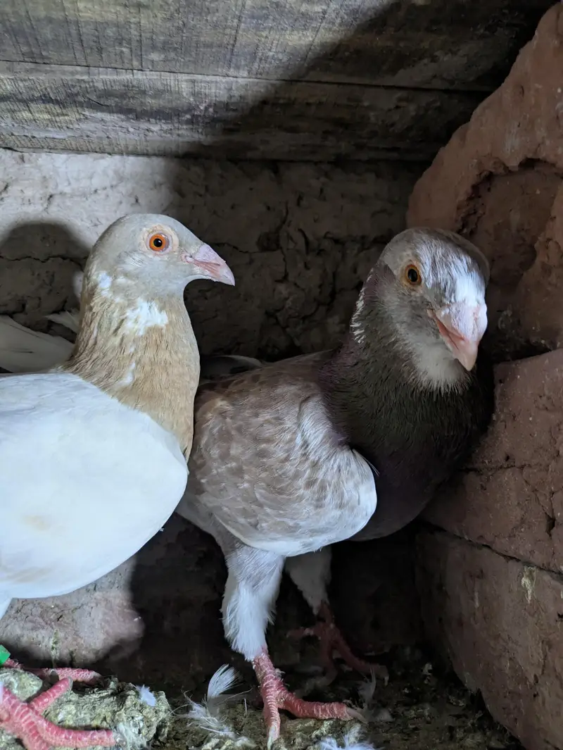 fancy pigeon — photo 2