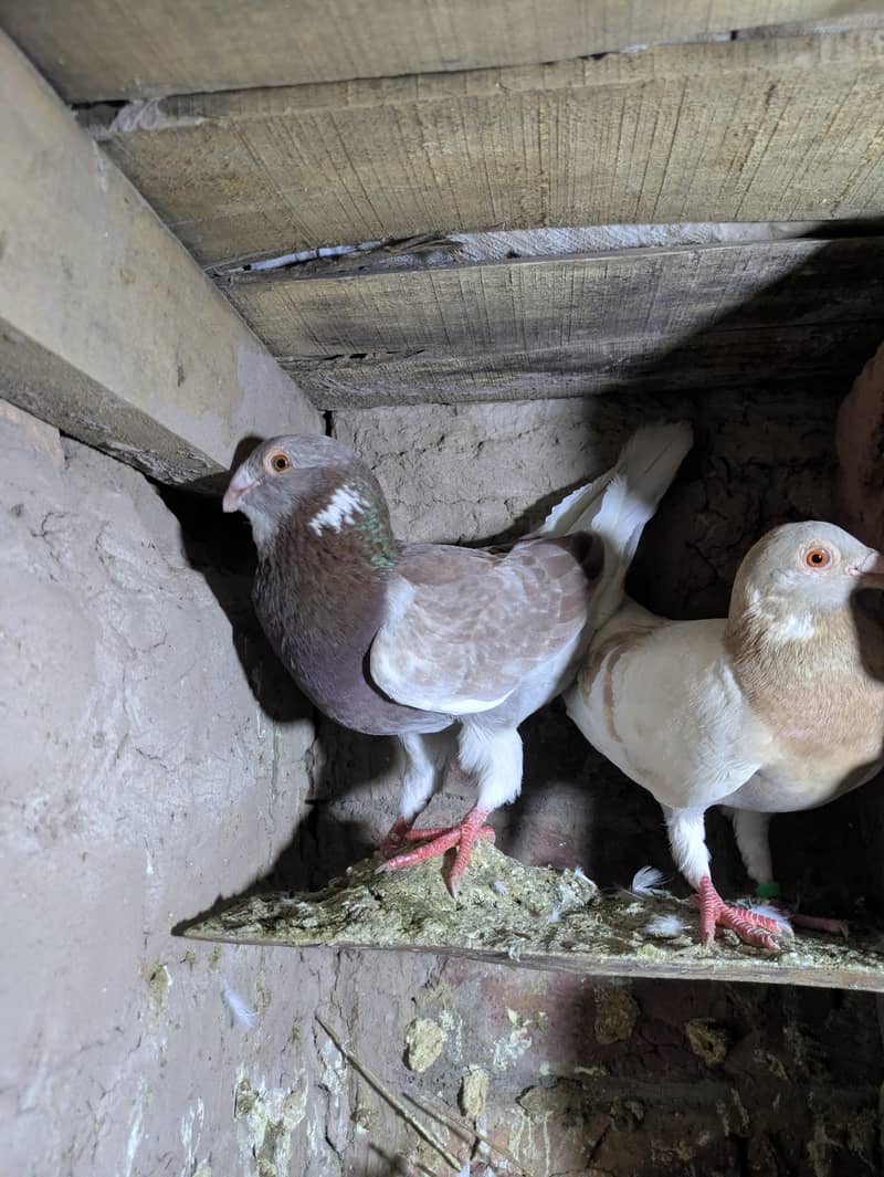 fancy pigeon 2