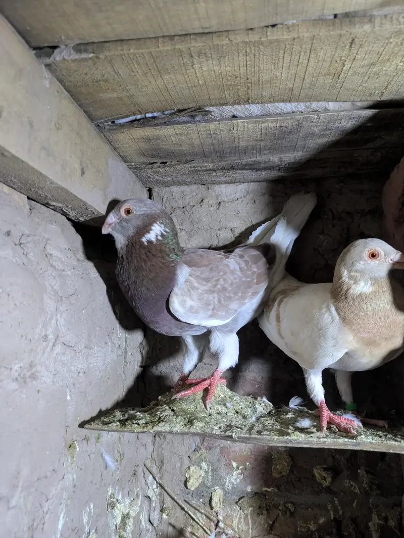 fancy pigeon — photo 3