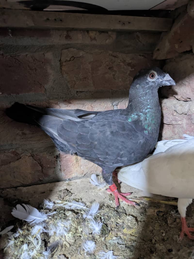 fancy pigeon 3