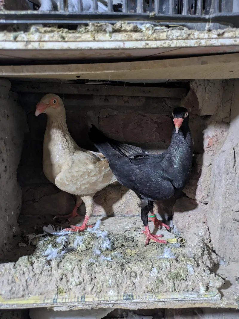 fancy pigeon — photo 6