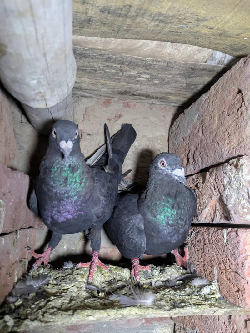 fancy pigeon 6