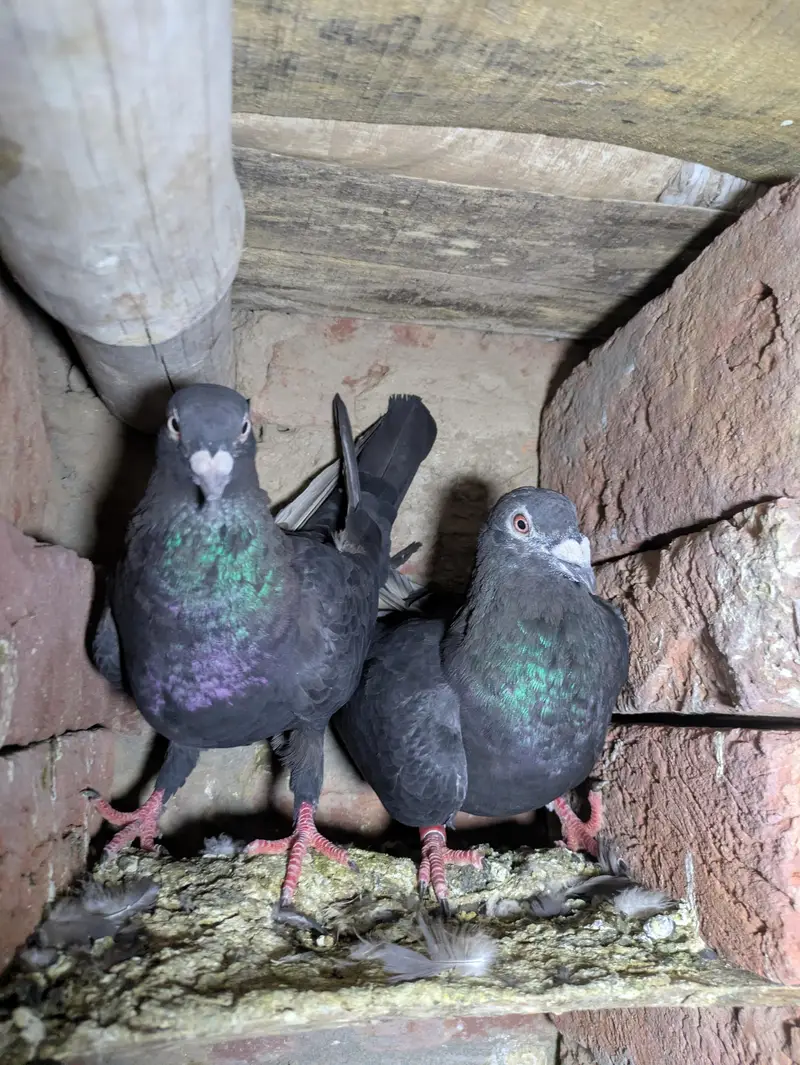 fancy pigeon — photo 7