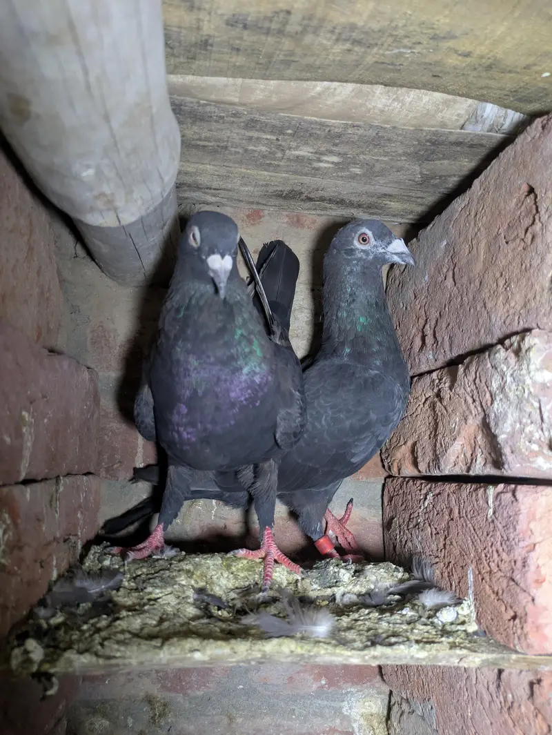 fancy pigeon — photo 8