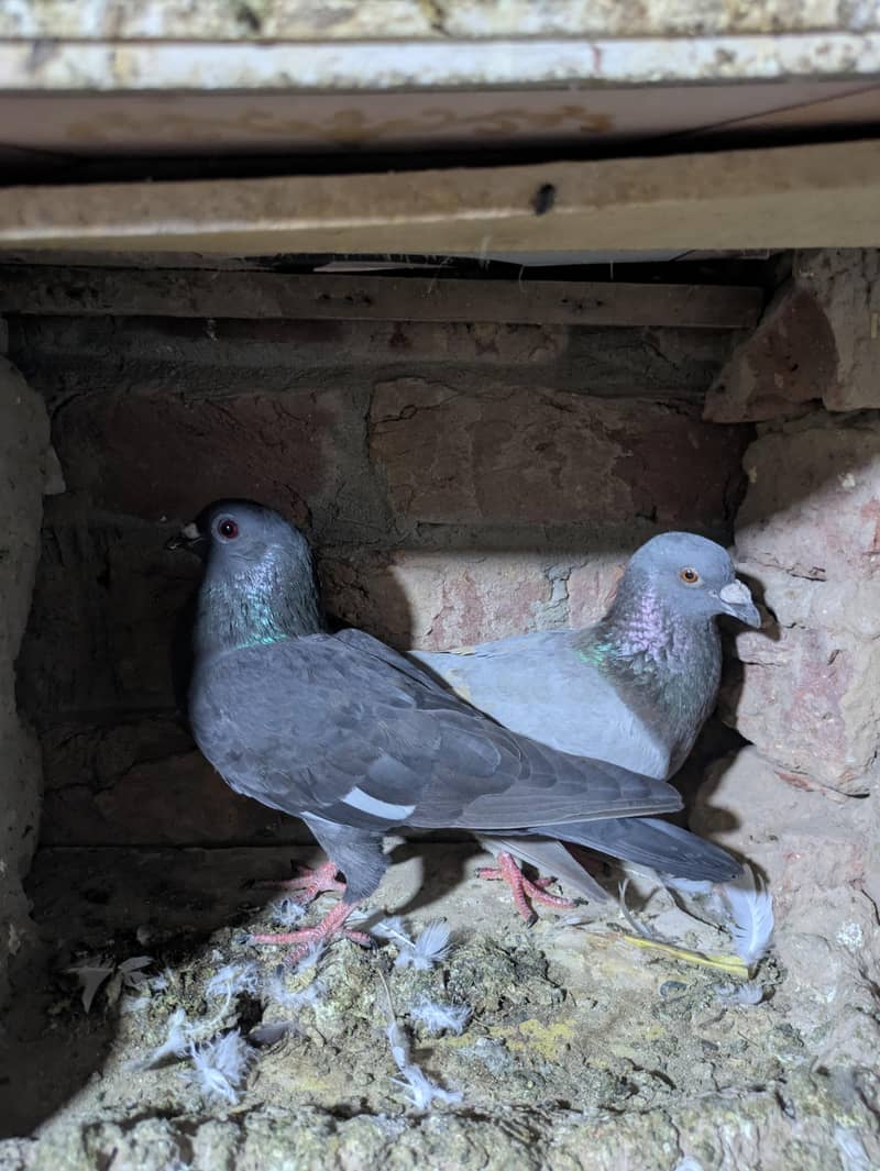fancy pigeon 8