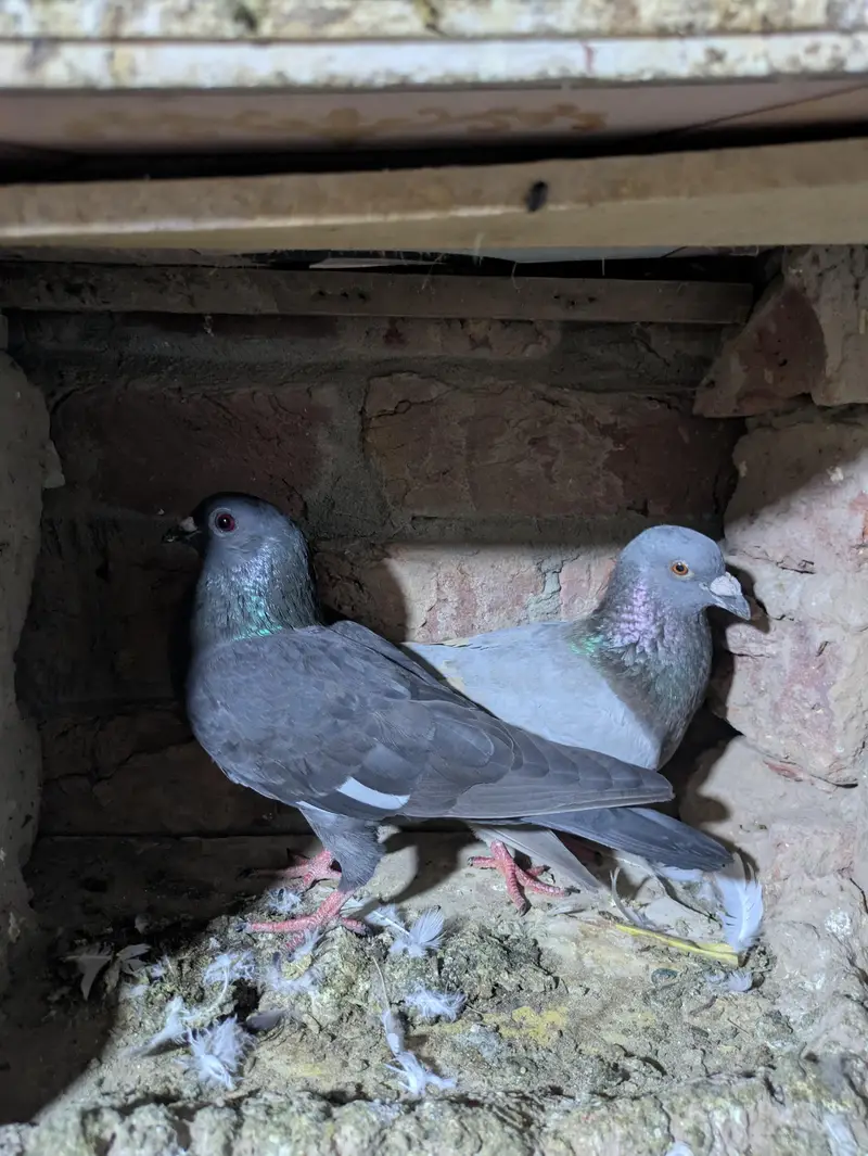 fancy pigeon — photo 9