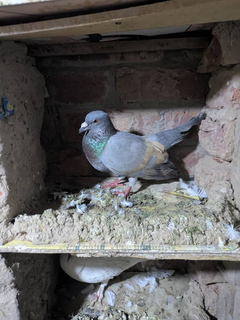 fancy pigeon 9
