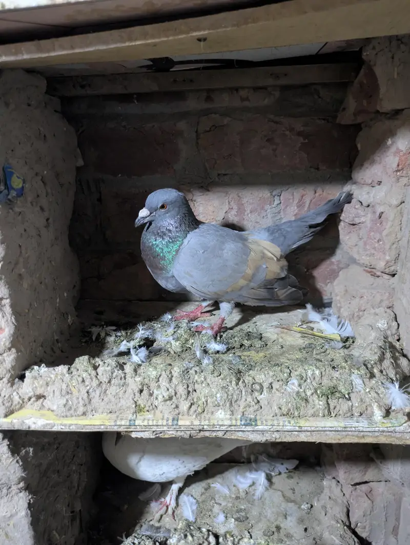 fancy pigeon — photo 10