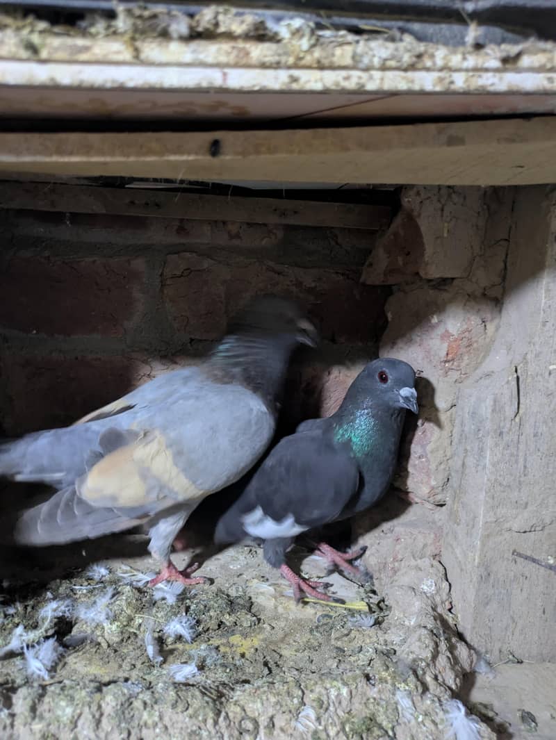 fancy pigeon 10