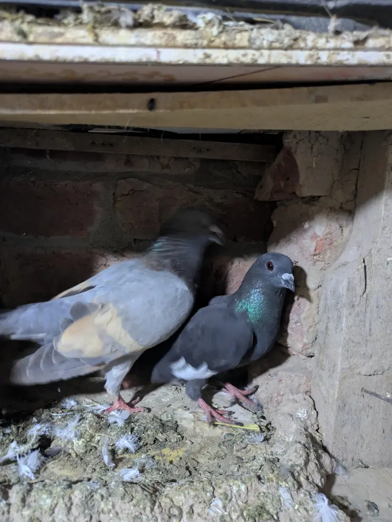 fancy pigeon — photo 11
