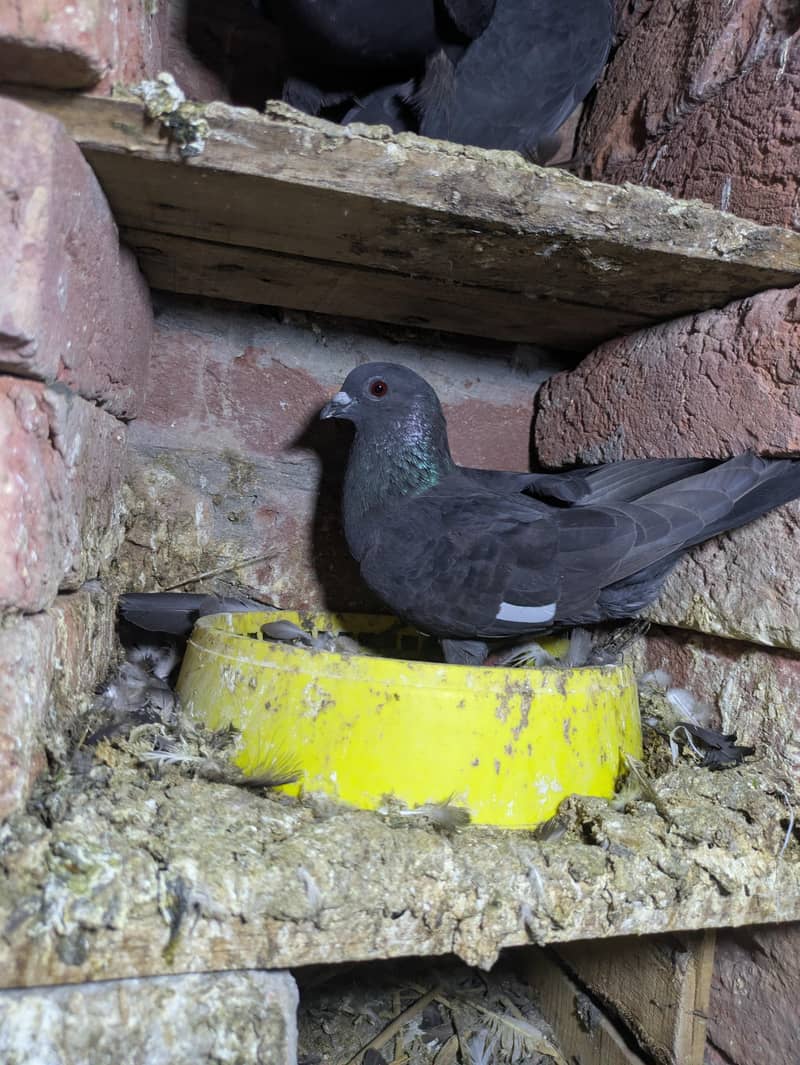 fancy pigeon 11