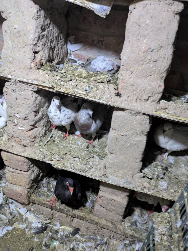 fancy pigeon 12
