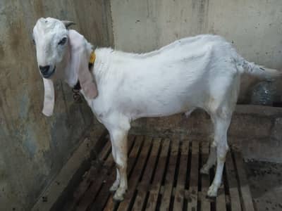 Rajan puri bakra