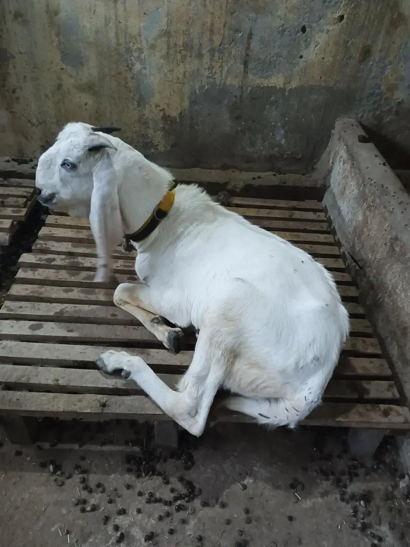 Rajan puri bakra — photo 2