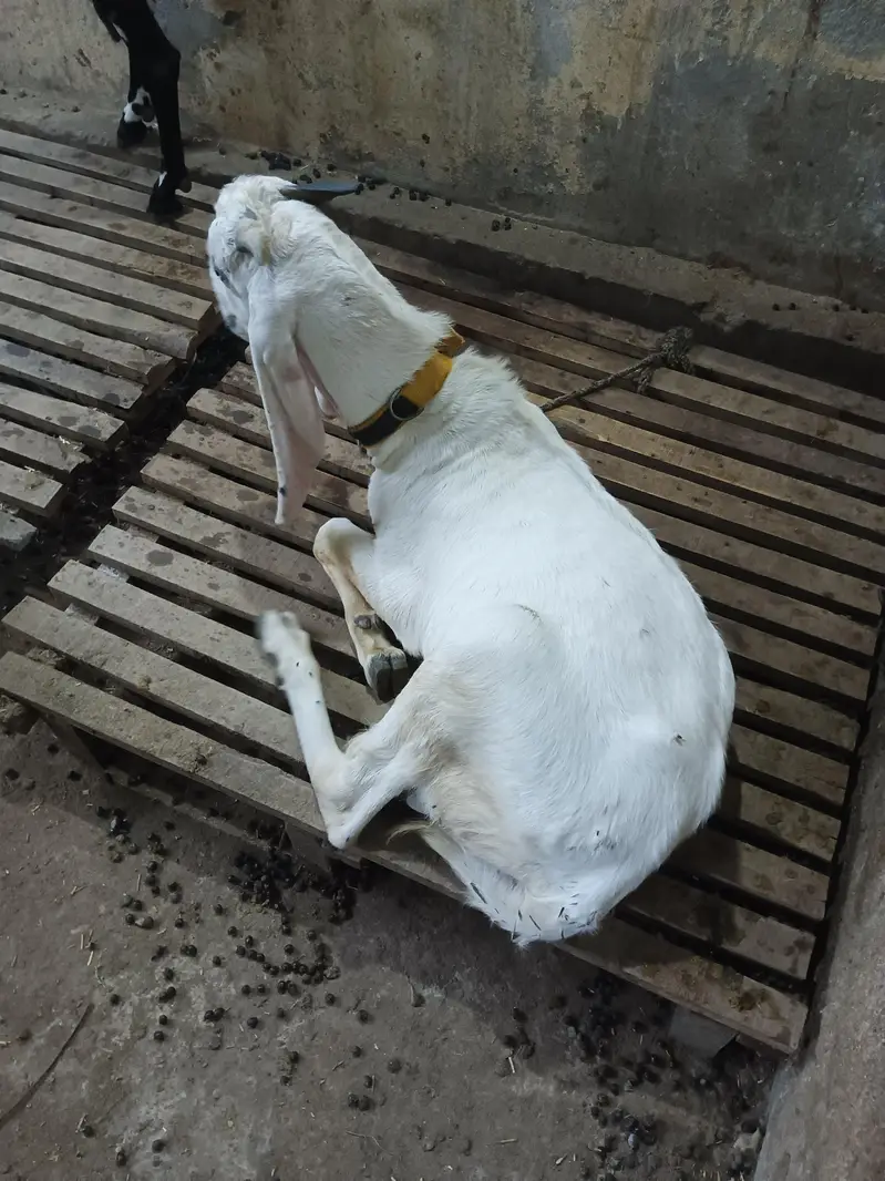 Rajan puri bakra — photo 3