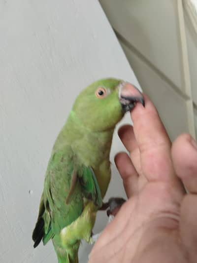 Green Ringneck Tota For Sale