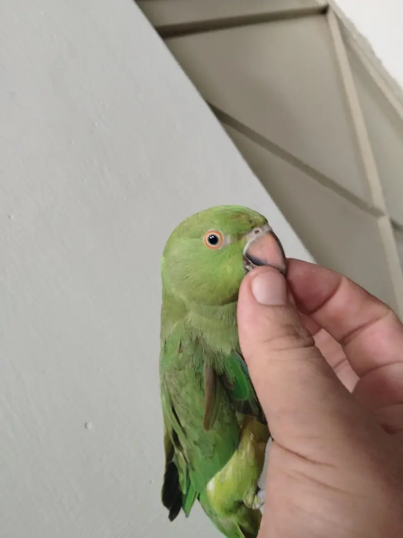 Green Ringneck Tota For Sale — photo 2