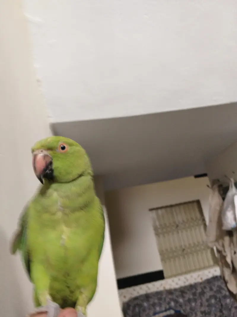 Green Ringneck Tota For Sale — photo 3