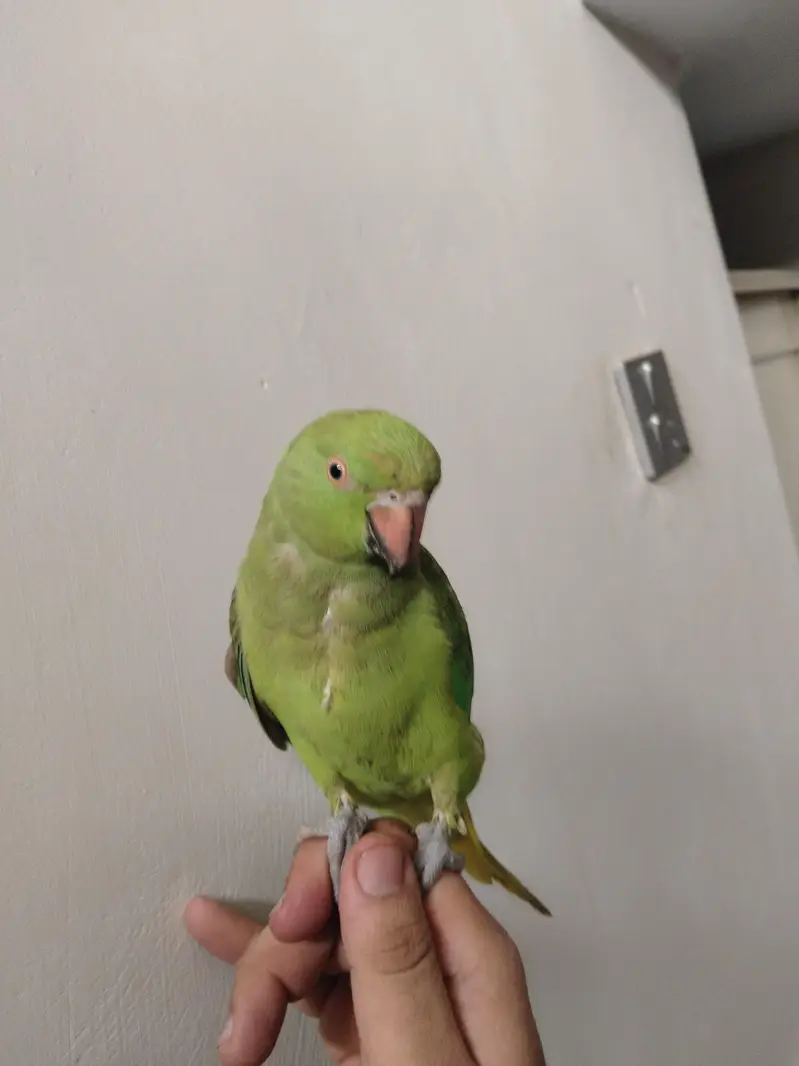 Green Ringneck Tota For Sale — photo 4