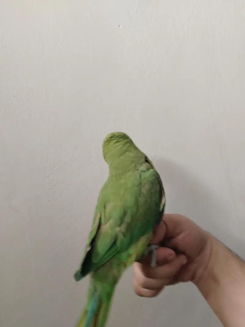 Green Ringneck Tota For Sale — photo 5