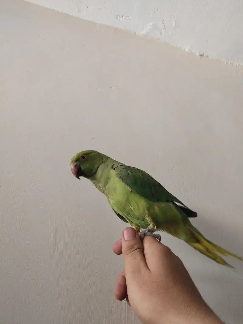 Green Ringneck Tota For Sale — photo 6