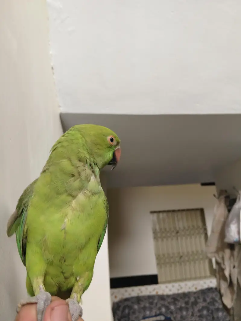 Green Ringneck Tota For Sale — photo 7