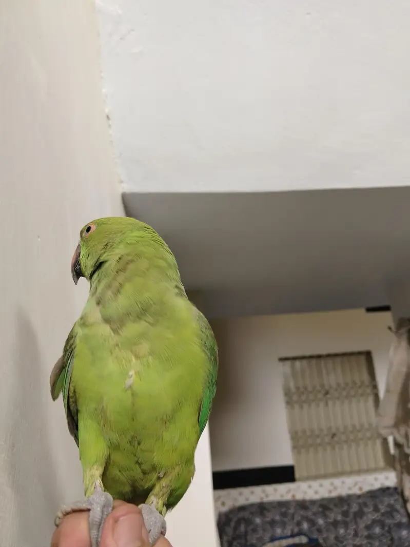Green Ringneck Tota For Sale — photo 8