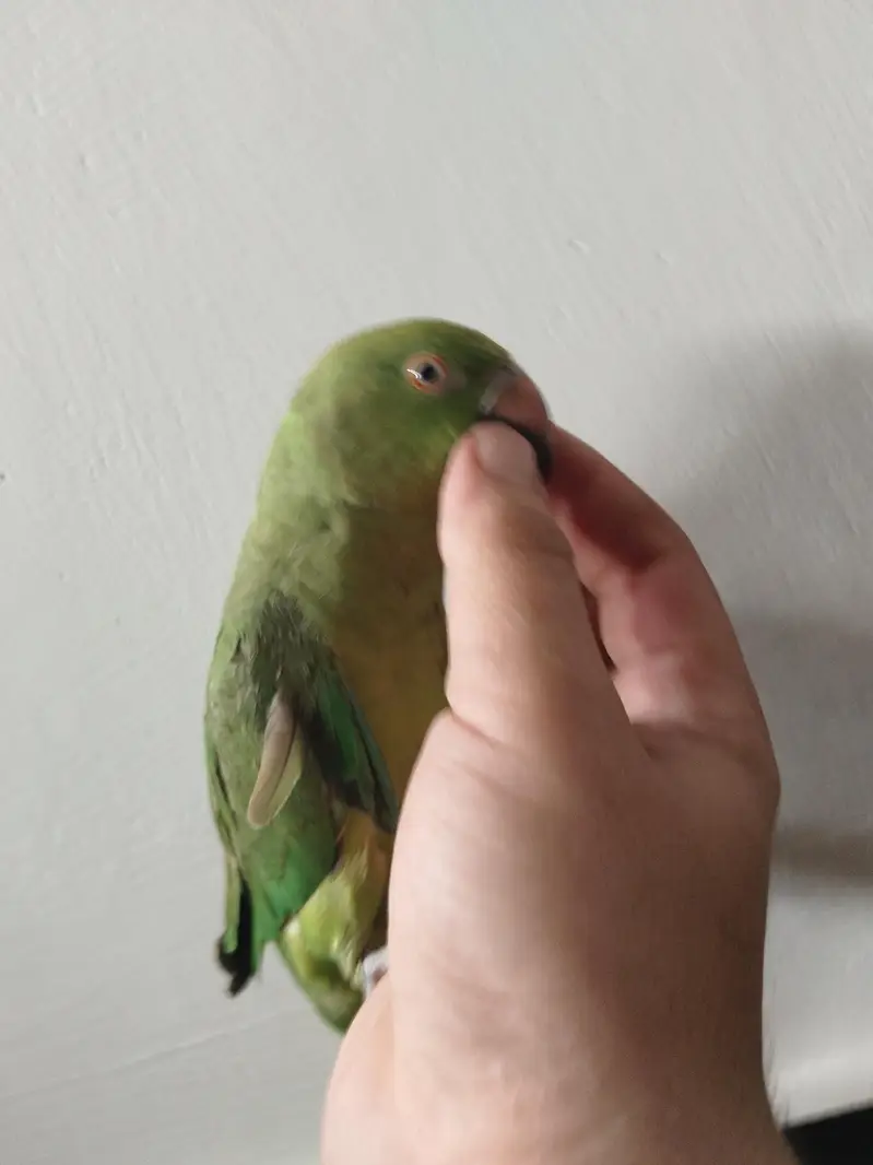 Green Ringneck Tota For Sale — photo 9