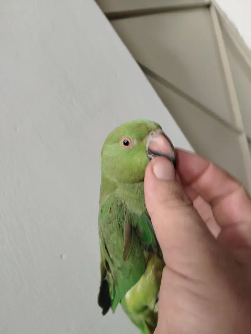 Green Ringneck Tota For Sale — photo 10
