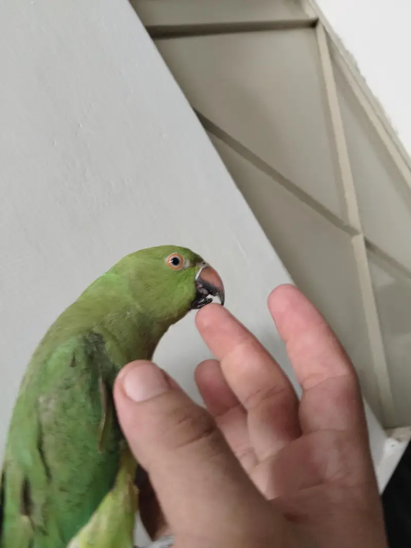 Green Ringneck Tota For Sale — photo 11