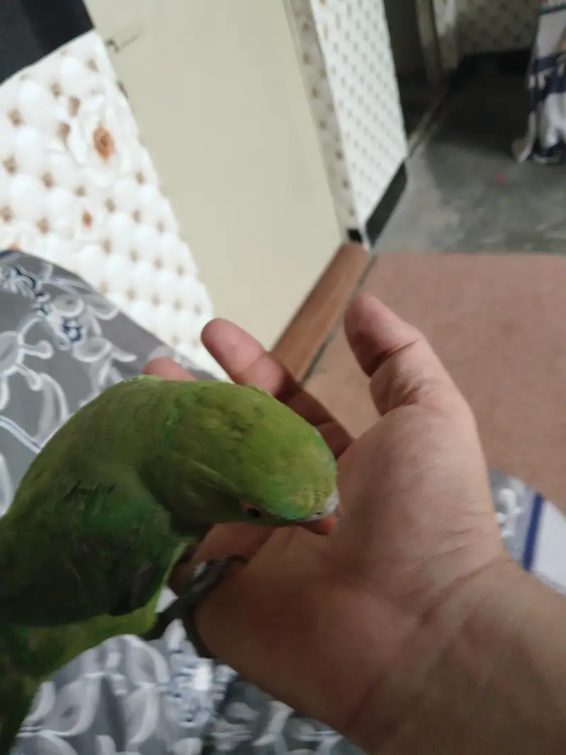 Green Ringneck Tota For Sale — photo 12