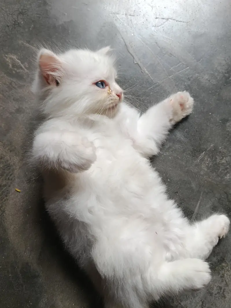 Blue eyes Female kitten — photo 3