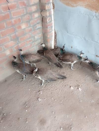 Blue shoulde chick r pair for sale