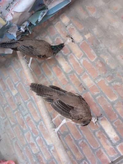 Blue shoulde chick r pair for sale
