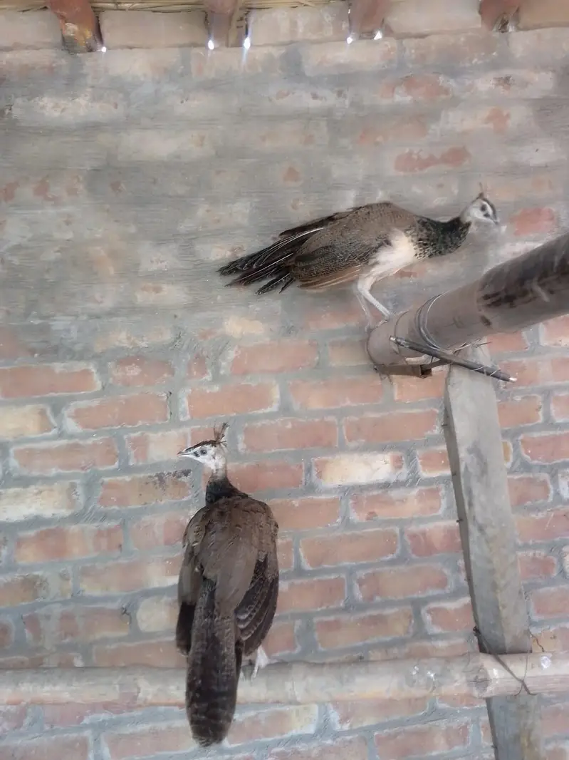 Blue shoulde chick r pair for sale — photo 2