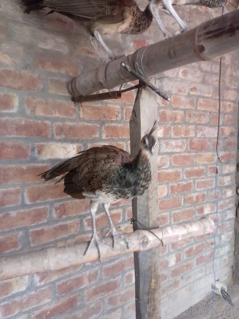 Blue shoulde chick r pair for sale — photo 3
