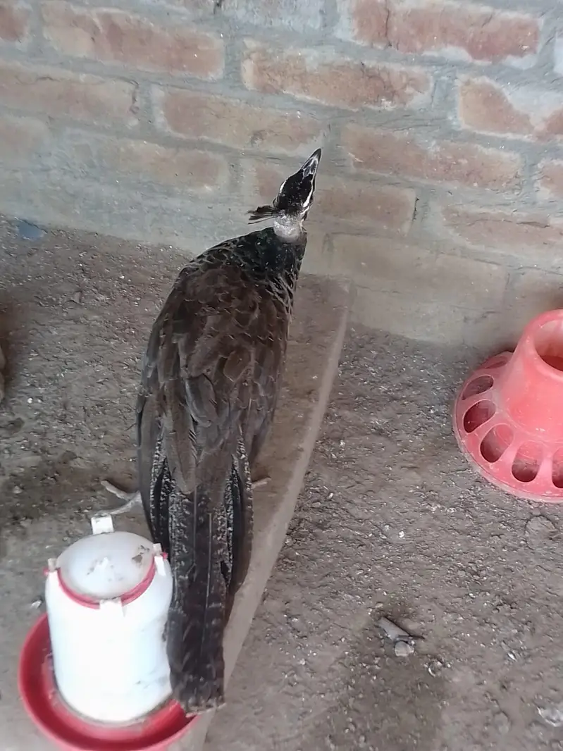 Blue shoulde chick r pair for sale — photo 4